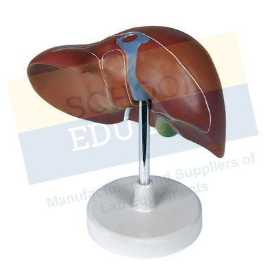 Human Liver Model