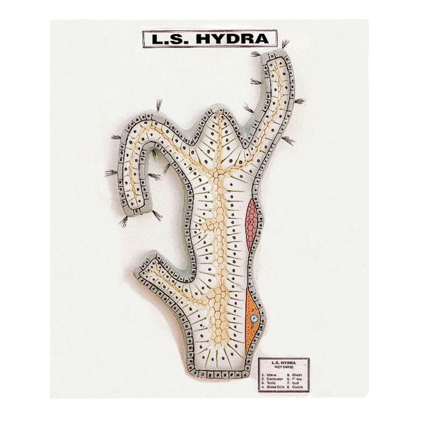 Hydra Model