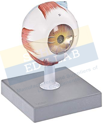 Human Eye Model