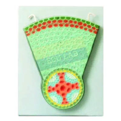 Dicot Root T.S. Model