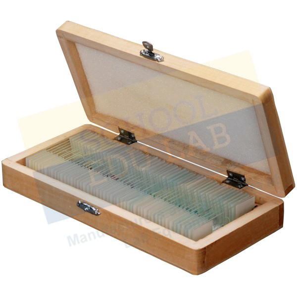 Prepared Biological Slides For Microscope