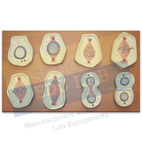 Animal Mitosis Model