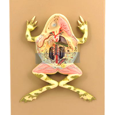 Frog Dissection Model