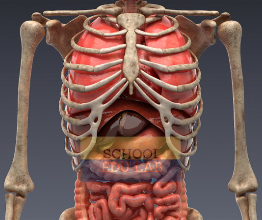 Skeleton of the Human Trunk
