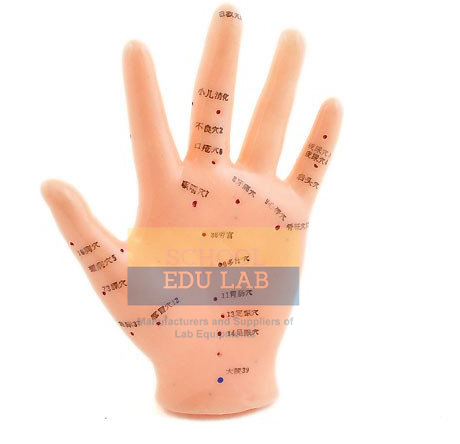 Hand Acupuncture Model