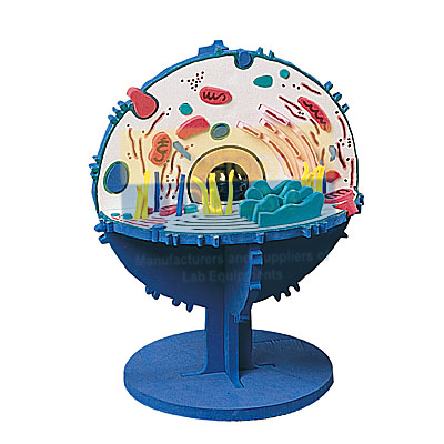 Animal Cell Model