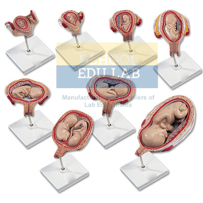 Pregnancy Model Set Model