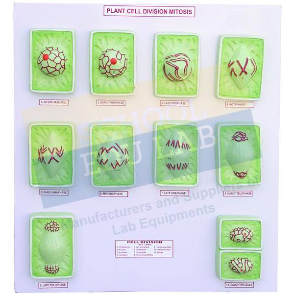 Plant Mitosis Model