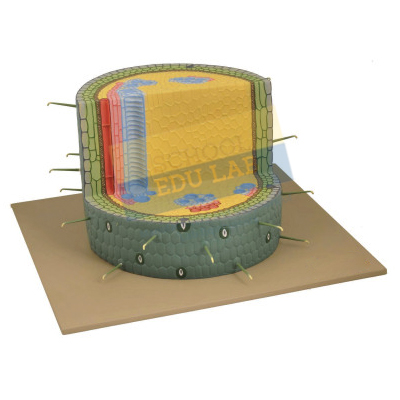 Dicot Woody Stem Model
