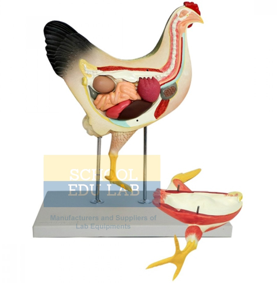 Hen Anatomy Model