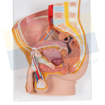 Human Reproductive System Male Model
