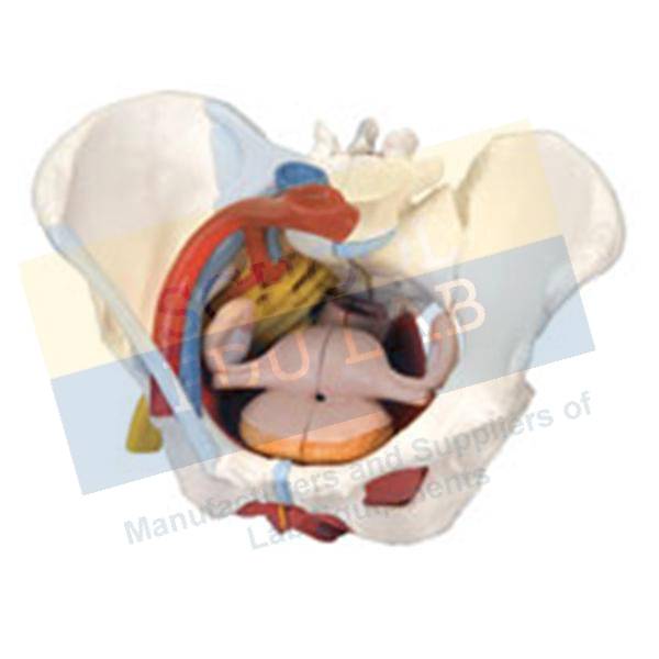 Human Pelvis Female Model